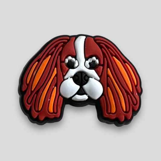 Cavalier Spaniel | Dog